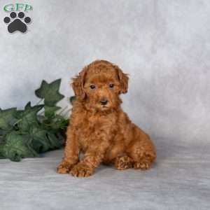 Fido, Miniature Poodle Puppy